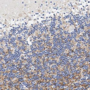 Anti-MOG antibody produced in rabbit 