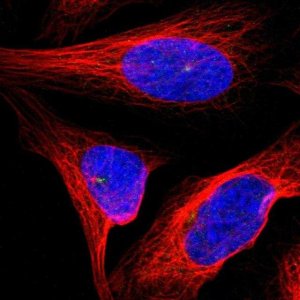 Anti-MOGAT3 antibody produced in rabbit 