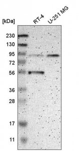 Anti-MOGS antibody produced in rabbit HPA011322-100UL