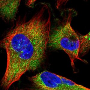 Anti-MON1B antibody produced in rabbit HPA046285-100UL