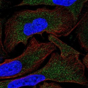 Anti-MOV10 antibody produced in rabbit 