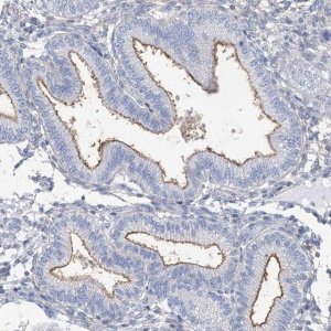 Anti-MOXD1 antibody produced in rabbit 