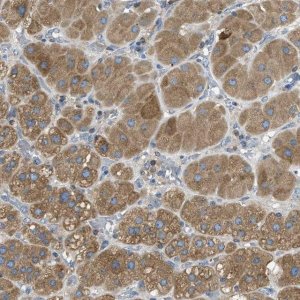 Anti-MPDU1 antibody produced in rabbit 