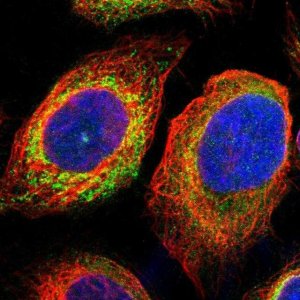 Anti-MPDU1 antibody produced in rabbit 