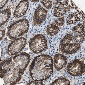 Anti-MPDZ antibody produced in rabbit 