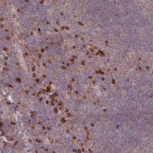 Anti-MPEG1 antibody produced in rabbit 