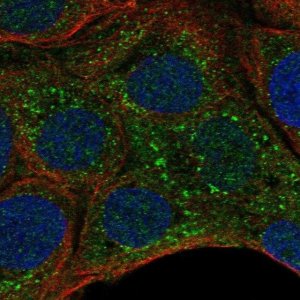 Anti-MPIG6B antibody produced in rabbit 