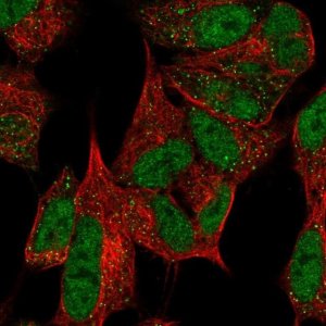 Anti-MPLKIP antibody produced in rabbit 