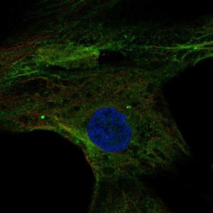 Anti-MPP4 antibody produced in rabbit 
