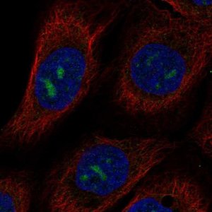 Anti-MPPED2 antibody produced in rabbit 