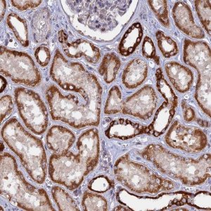 Anti-MPV17L antibody produced in rabbit 