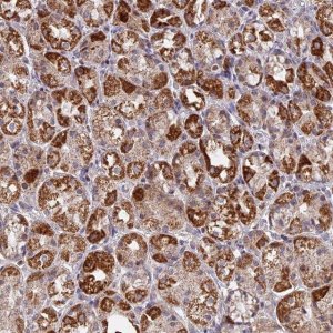 Anti-MPV17L antibody produced in rabbit 