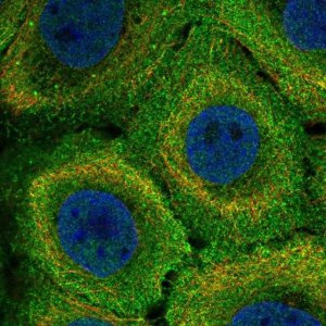 Anti-MR1 antibody produced in rabbit 