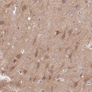 Anti-MRAS antibody produced in rabbit 