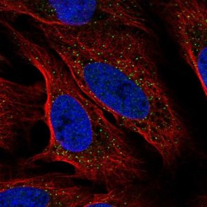 Anti-MREG antibody produced in rabbit 