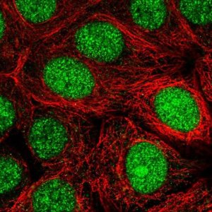 Anti-MRFAP1 antibody produced in rabbit 
