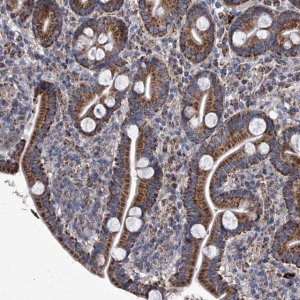 Anti-MRGPRD antibody produced in rabbit 