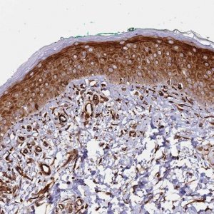 Anti-MRGPRE antibody produced in rabbit 