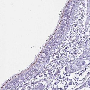 Anti-MRGPRG antibody produced in rabbit 