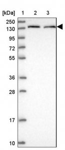 Anti-MROH1 antibody produced in rabbit 