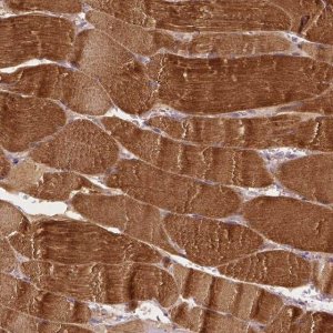 Anti-MROH6 antibody produced in rabbit 