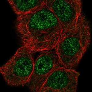 Anti-MROH6 antibody produced in rabbit 