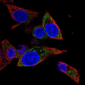 Anti-MRPL1 antibody produced in rabbit 