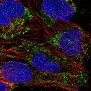 Anti-MRPL11 antibody produced in rabbit 