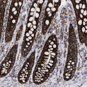 Anti-MRPL12 antibody produced in rabbit 