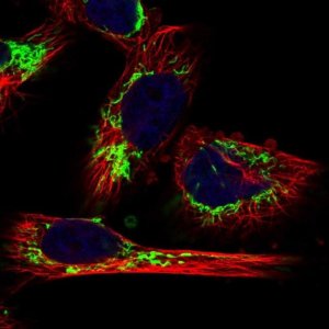 Anti-MRPL12 antibody produced in rabbit 