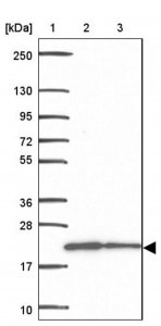 Anti-MRPL13 antibody produced in rabbit 
