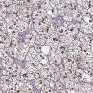 Anti-MRPL17 antibody produced in rabbit 
