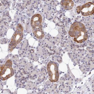 Anti-MRPL21 antibody produced in rabbit 