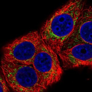 Anti-MRPL22 antibody produced in rabbit 