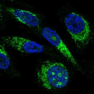 Anti-MRPL23 antibody produced in rabbit 