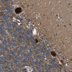 Anti-MRPL27 antibody produced in rabbit 