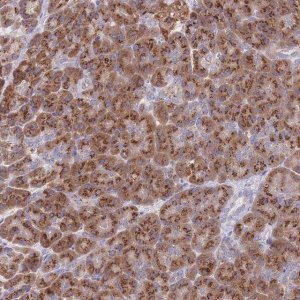 Anti-MRPL30 antibody produced in rabbit 