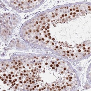 Anti-MRPL34 antibody produced in rabbit 