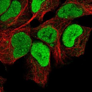 Anti-MRPL34 antibody produced in rabbit 