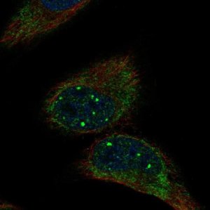 Anti-MRPL36 antibody produced in rabbit 