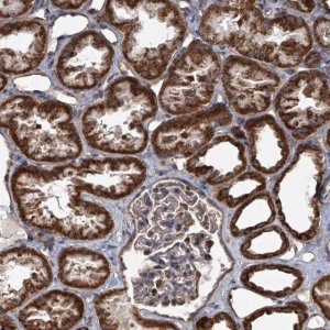 Anti-MRPL4 antibody produced in rabbit 