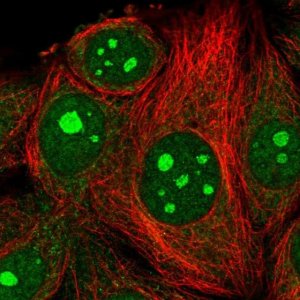 Anti-MRPL4 antibody produced in rabbit 