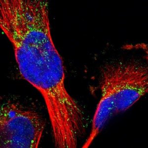 Anti-MRPL41 antibody produced in rabbit 