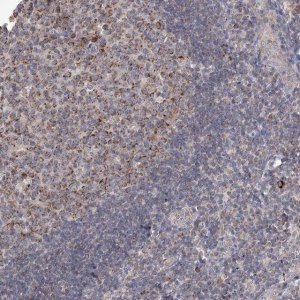 Anti-MRPL44 antibody produced in rabbit 