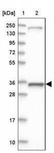 Anti-MRPL44 antibody produced in rabbit 