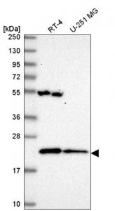 Anti-MRPL47 antibody produced in rabbit 