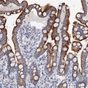 Anti-MRPL48 antibody produced in rabbit 