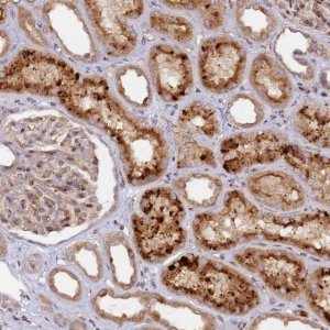 Anti-MRPL49 antibody produced in rabbit 