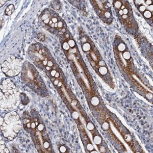 Anti-MRPL51 antibody produced in rabbit 