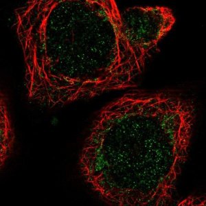 Anti-MRPL51 antibody produced in rabbit 